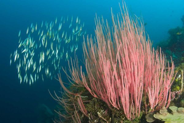 Indonesia, Buyat Bay Razorfish swim over coral